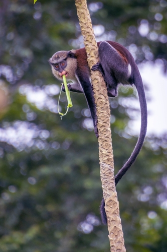Mona Monkey