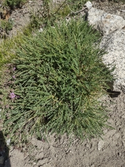 Astragalus psilocentros