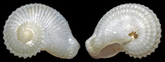 Liotiidae