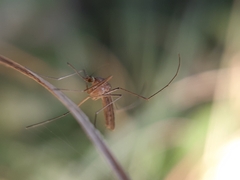 Culicinae