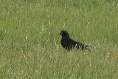 Corvus corone
