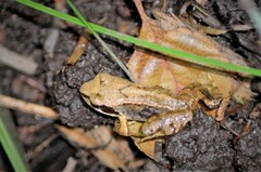 Rana temporaria