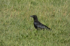 Corvus corone