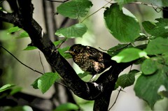 Turdus merula