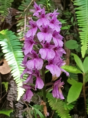 Dactylorhiza foliosa image