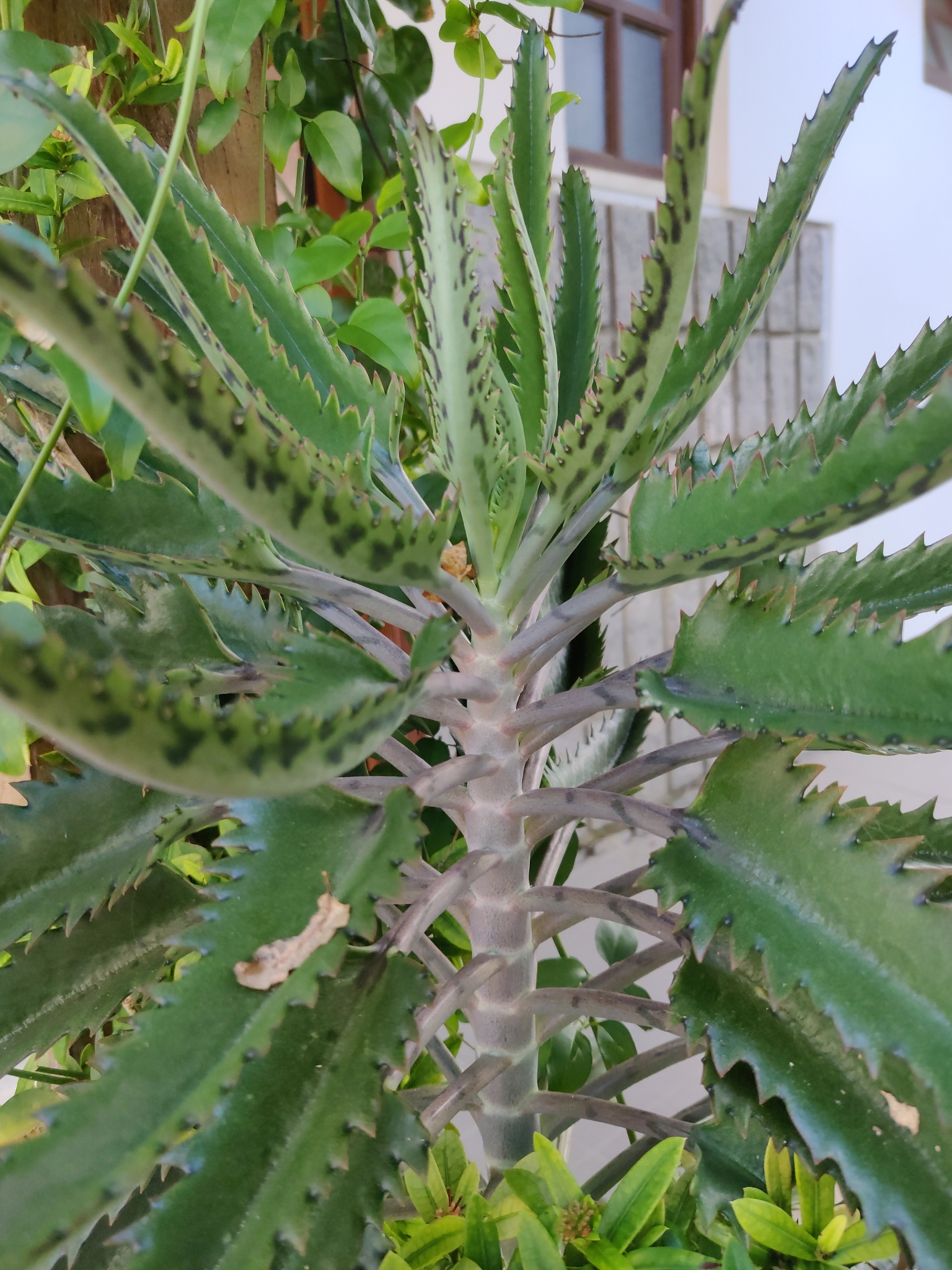 Kalanchoe houghtonii