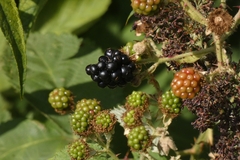 Rubus