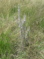 Sopubia karaguensis