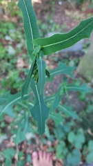 Lactuca serriola