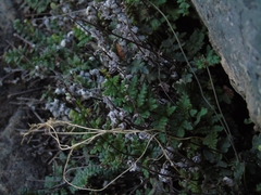 Cheilanthes hypoleuca