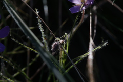 Byblis filifolia