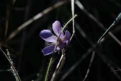 Byblis filifolia
