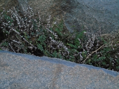 Cheilanthes hypoleuca