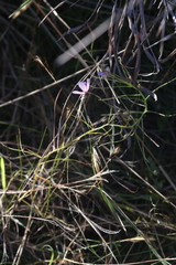 Byblis filifolia