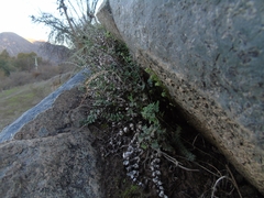Cheilanthes hypoleuca