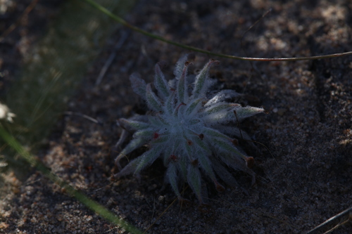 Drosera ordensis