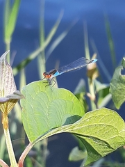 Erythromma viridulum