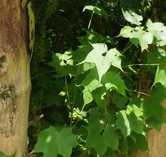 Acer laetum
