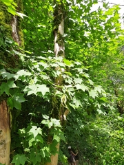 Acer laetum