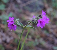 Mirabilis melanotricha