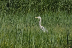 Ardea cinerea