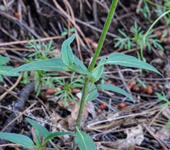 Mirabilis melanotricha