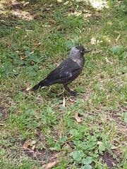 Corvus monedula