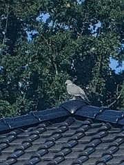 Columba palumbus