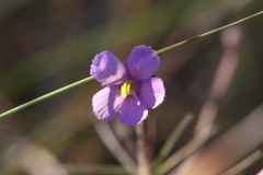 Byblis filifolia