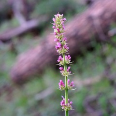 Agastache pallidiflora