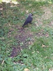 Corvus monedula
