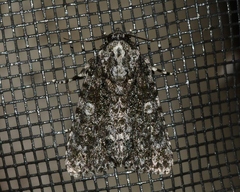 Acronicta afflicta