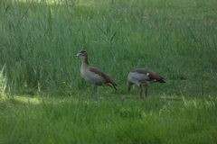 Alopochen aegyptiaca