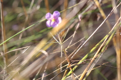 Byblis filifolia
