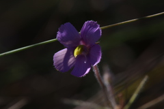 Byblis filifolia