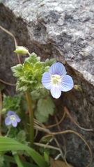 Veronica persica