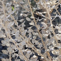 Lepidium perfoliatum