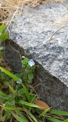 Veronica persica