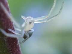 Thomisidae