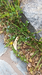 Veronica persica