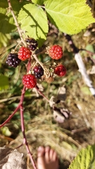 Rubus