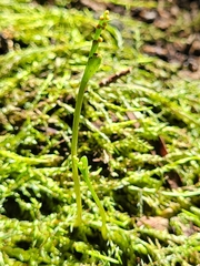 Botrychium tenebrosum