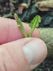 Botrychium tenebrosum