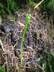 Botrychium tenebrosum