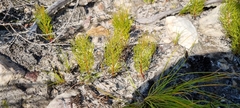 Serruria florida