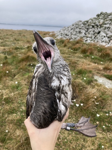 Lesser Black-backed Gull｜小黑背鸥 参考照片