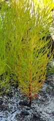 Serruria florida