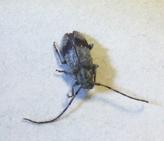 Exocentrus punctipennis