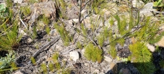 Serruria florida
