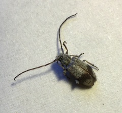 Exocentrus punctipennis